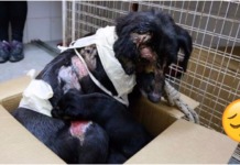 La quemaron con aceite caliente y a pesar del dolor siguió velando por sus cachorritos