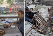 El destino sorprendió a los osos que rogaban por comida en un restaurante de Armenia