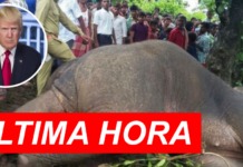 Donald Trump aprueba la importación de trofeos de elefantes a Estados Unidos