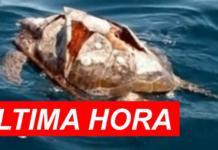 ALARMANTE – Cientos de tortugas marinas de las costas salvadoreñas mueren misteriosamente