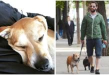 La traumática historia del perro del actor Dani Rovira conmociona las redes