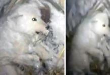 Su perrita se convirtió en un «bloque de hielo» al mojarla y abandonarla a -32 grados C
