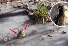 Cómo logran sobrevivir los cocodrilos a las extremas temperaturas en Carolina del Norte