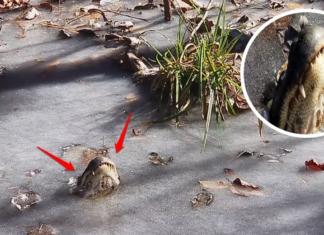 Cómo logran sobrevivir los cocodrilos a las extremas temperaturas en Carolina del Norte