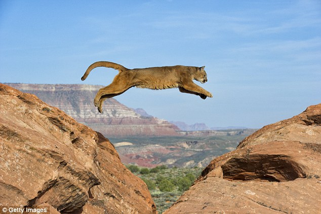 puma y su habitat