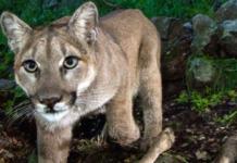 Un puma de Norteamérica ha sido declarado oficialmente extinto