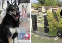 Muere Capitán, el perro que vivió durante 11 años junto a la tumba de su dueño
