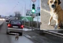 Perrita persigue desesperada un auto en la autopista hasta no dar más