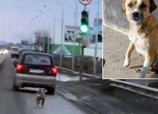 Perrita persigue desesperada un auto en la autopista hasta no dar más