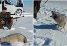 Karma: Un lobo finge estar muerto y «regresa a la vida» para atacar a su cazador