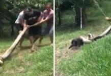 Jóvenes arriesgan su vida por salvar a un perro a punto de ser devorado por una anaconda