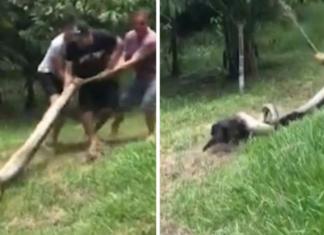 Jóvenes arriesgan su vida por salvar a un perro a punto de ser devorado por una anaconda
