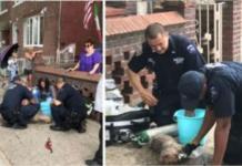 Deja a sus perros encerrados a 50º C y su excusa deja a las autoridades sin palabras