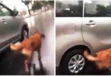 Arrastran a un perro bajo la lluvia desde un automóvil porque querían «ejercitarlo»