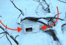 Nunca imaginó que un verdadero «tesoro» se escondía en una caja en mitad del bosque