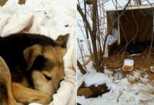 Se convierte en un animal salvaje, pero un gran corazón lo salvó de la muerte