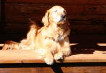 Un Golden Retriever con grandes limitaciones sabe amar la vida e inspira a muchos sin saberlo