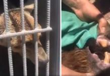 Graban el momento en que liberan a un oso del cruel lugar en el que fue encerrado por años