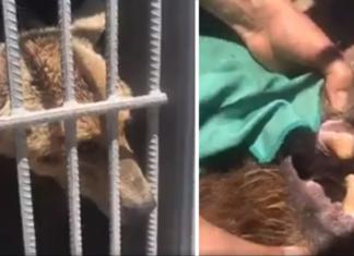 Graban el momento en que liberan a un oso del cruel lugar en el que fue encerrado por años