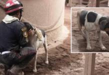 El heroico perro que volvió a la zona de peligro para buscar a su familia tras la erupción