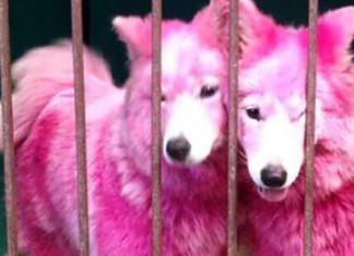 Rescatan a 2 cachorros abandonados a morir que habían sido pintados como atracción turística