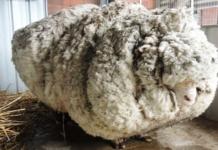 Tras 5 años de intensa búsqueda, encuentran a la oveja perdida del rebaño–Era irreconocible