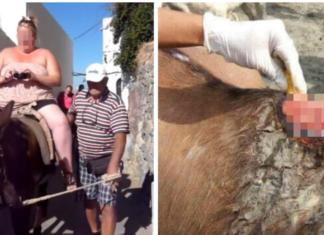 El gobierno griego prohíbe que los turistas pesados paseen abordo de burros