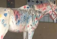 Un grupo de niños pinta a un caballo durante una actividad escolar causando indignación