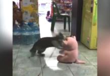 La lucha de un gato contra un indefenso oso de peluche arrasa en las redes