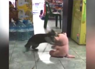 La lucha de un gato contra un indefenso oso de peluche arrasa en las redes