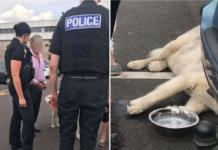 Rescatan a un perro tras 2 horas encerrado en un coche mientras sus dueños hacían la compra