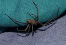 Un niño de 10 meses lucha por su vida tras la mordida de una peligrosa «araña violinista»