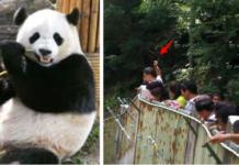 Un grupo de turistas no paraba de golpear con piedras a un oso panda «porque estaba dormido»
