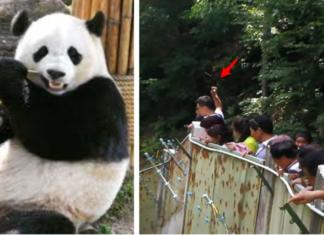 Un grupo de turistas no paraba de golpear con piedras a un oso panda «porque estaba dormido»