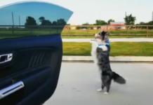Un perrito se suma al “In My Feelings Challenge” y sorprende a todos con su increíble truco