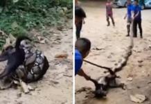 Arriesgan su vida para luchar contra la pitón que iba a devorar a su perro