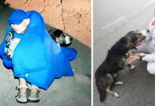 El noble gesto de un perrito callejero le salva la vida a un ciclista herido en Rumanía