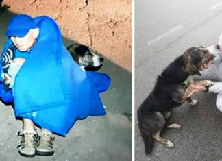 El noble gesto de un perrito callejero le salva la vida a un ciclista herido en Rumanía