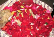 Una perrita callejera da su vida para salvar a sus cachorros de un terrible incendio