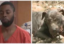 Recibe una condena histórica en Estados Unidos por más de 200 cargos de crueldad animal