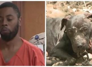 Recibe una condena histórica en Estados Unidos por más de 200 cargos de crueldad animal