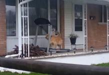 «El perro más fitness», un can que sorprende a todos con su peculiar entrenamiento