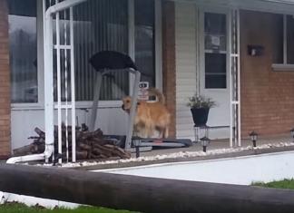 «El perro más fitness», un can que sorprende a todos con su peculiar entrenamiento