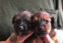 Más de 100 mascotas en cautiverio dentro de una casa son rescatadas en las peores condiciones Puppy Mill Alabama