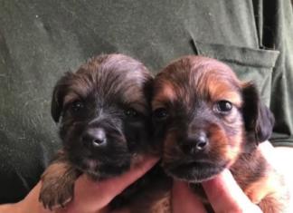 Más de 100 mascotas en cautiverio dentro de una casa son rescatadas en las peores condiciones Puppy Mill Alabama