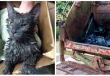 Recolectores trituraban la basura hasta que un débil grito de auxilio los detuvo a tiempo