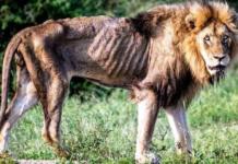 Skybeb, el reconocido león que terminó sus días tristemente tras ser despojado de su orgullo