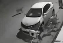 Un hombre agrede a un perro para estacionarse, pero él se venga con la ayuda de sus amigos