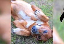 Una perrita da su vida para defender a una vecina de un violento robo