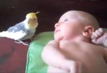 La reacción de un bebé de 2 semanas cuando un pajarito le canta una canción